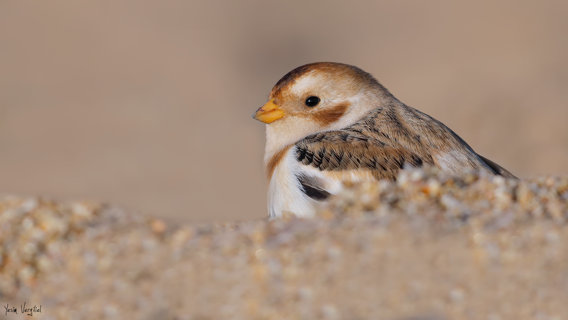 Alaca kirazkuşu » Snow Bunting » Plectrophenax nivalis