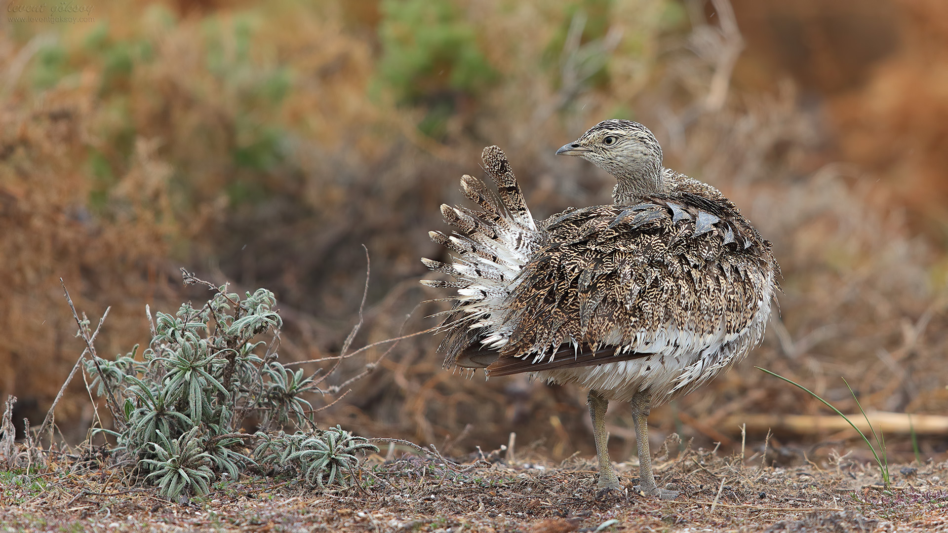 Mezgeldek » Little Bustard » Tetrax tetrax