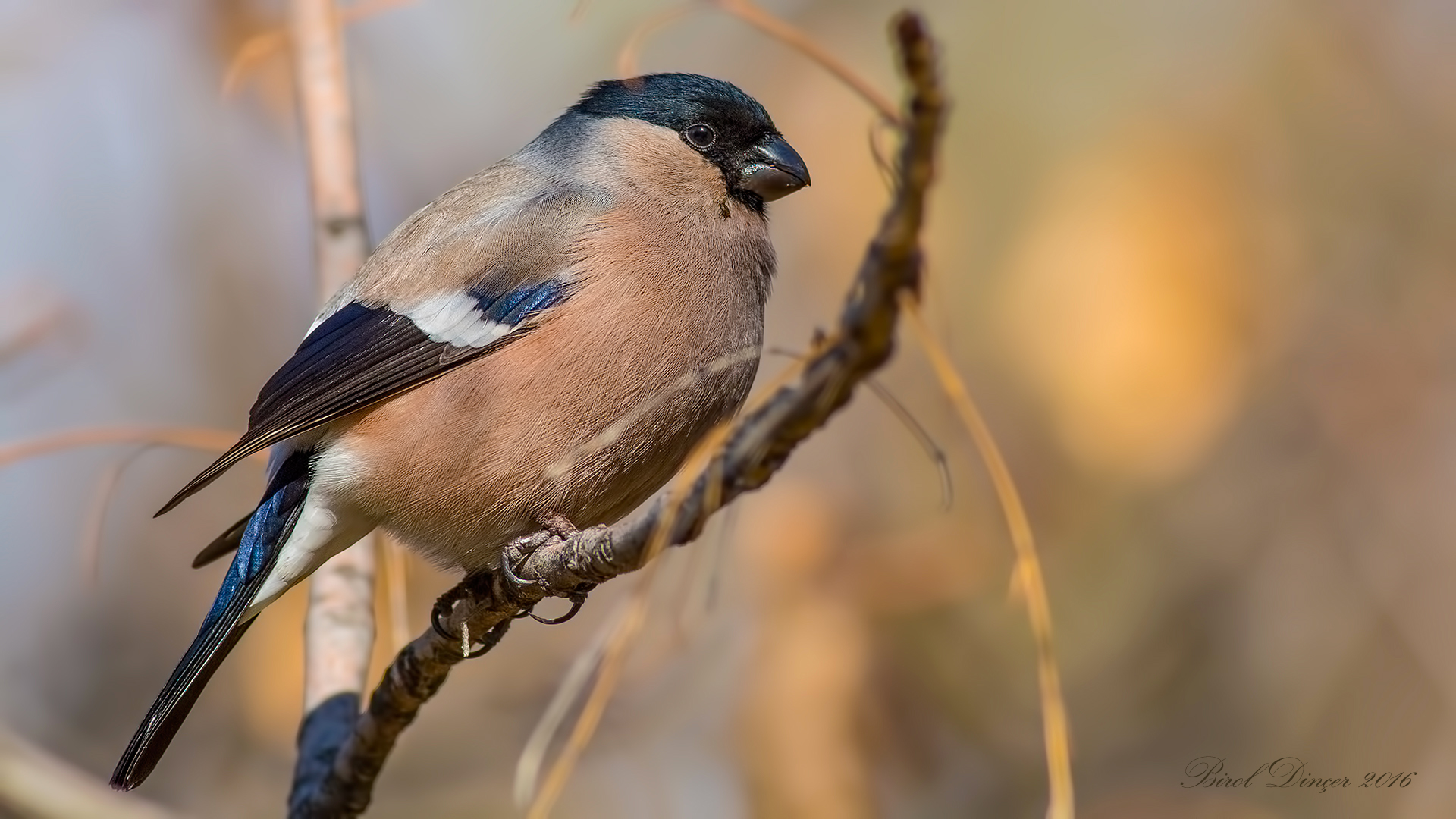 Şakrak » Eurasian Bullfinch » Pyrrhula pyrrhula