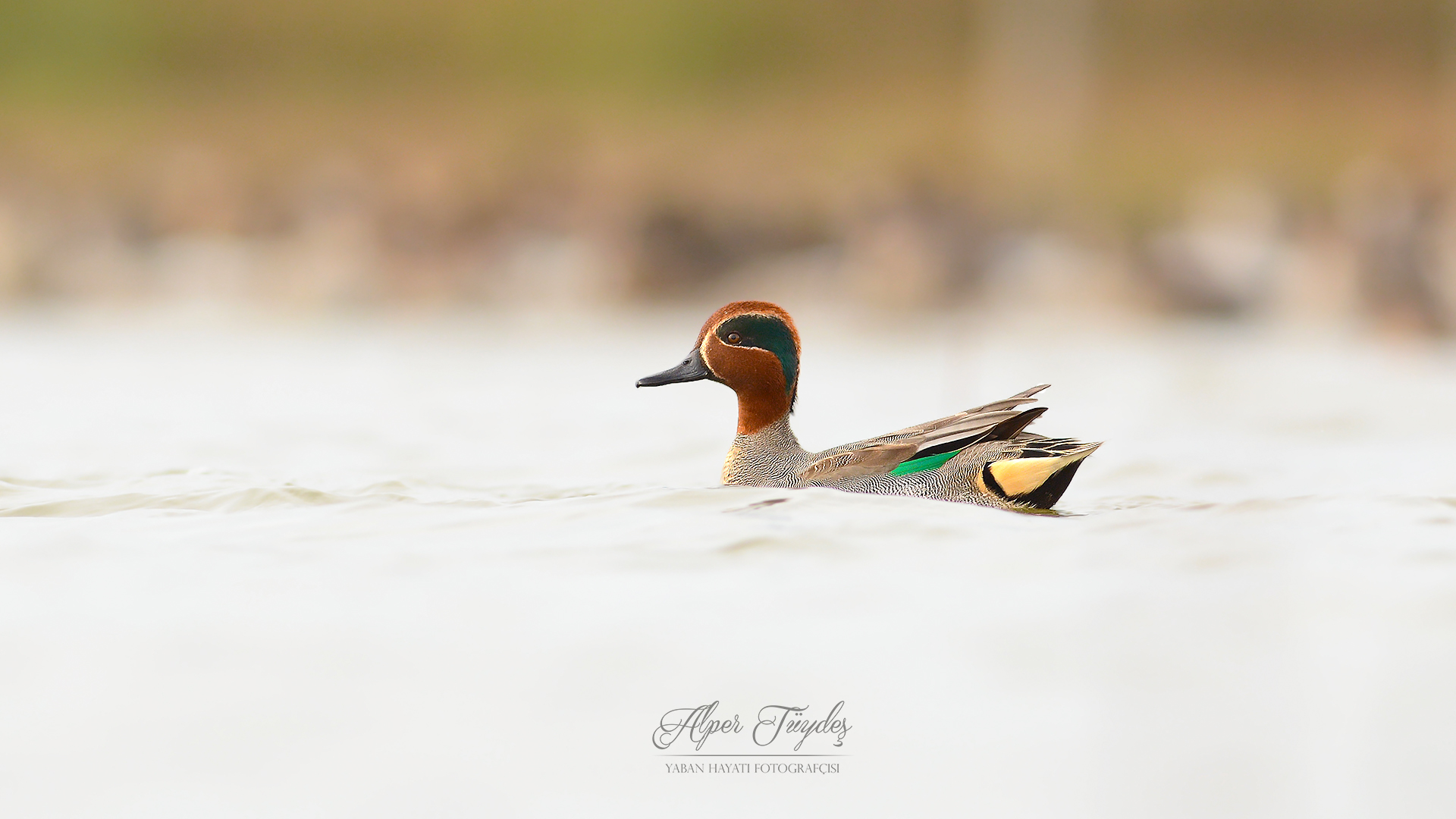 Çamurcun » Eurasian Teal » Anas crecca