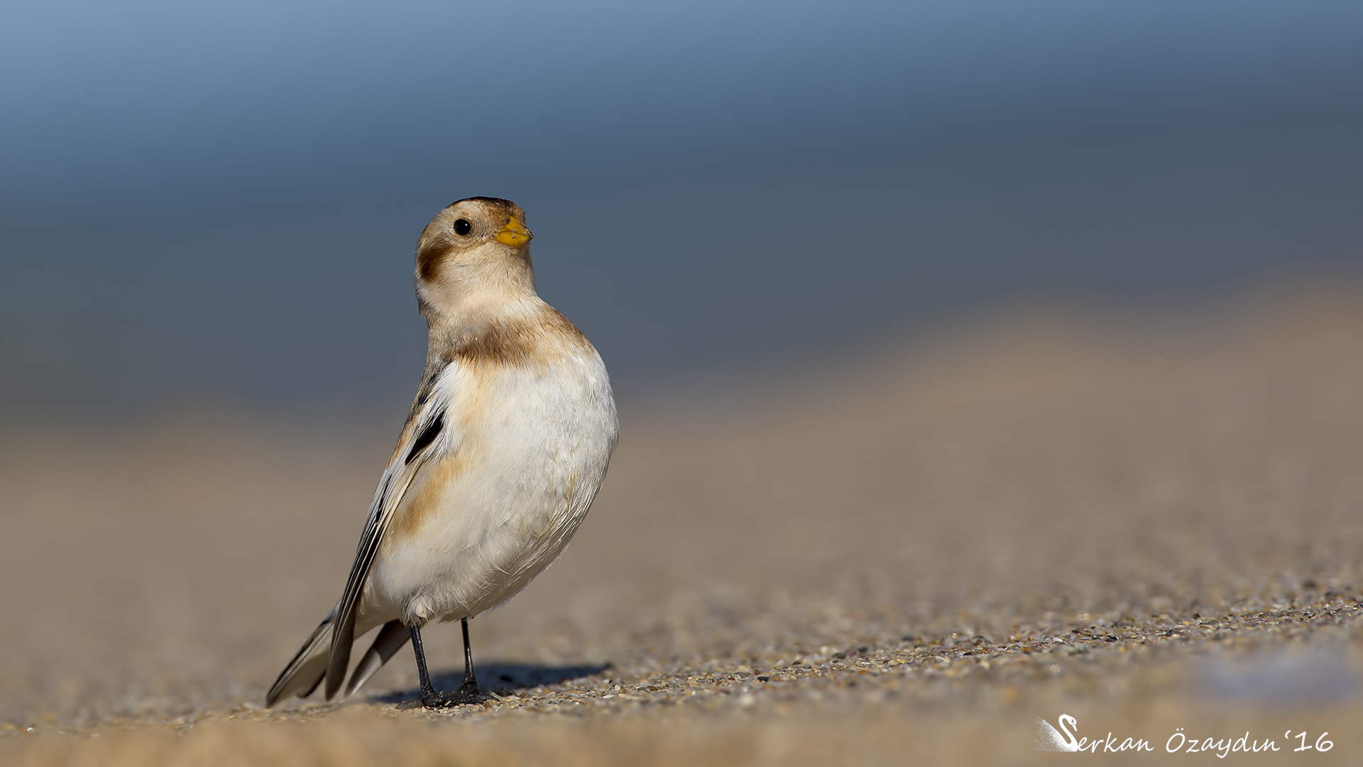 Alaca kirazkuşu » Snow Bunting » Plectrophenax nivalis