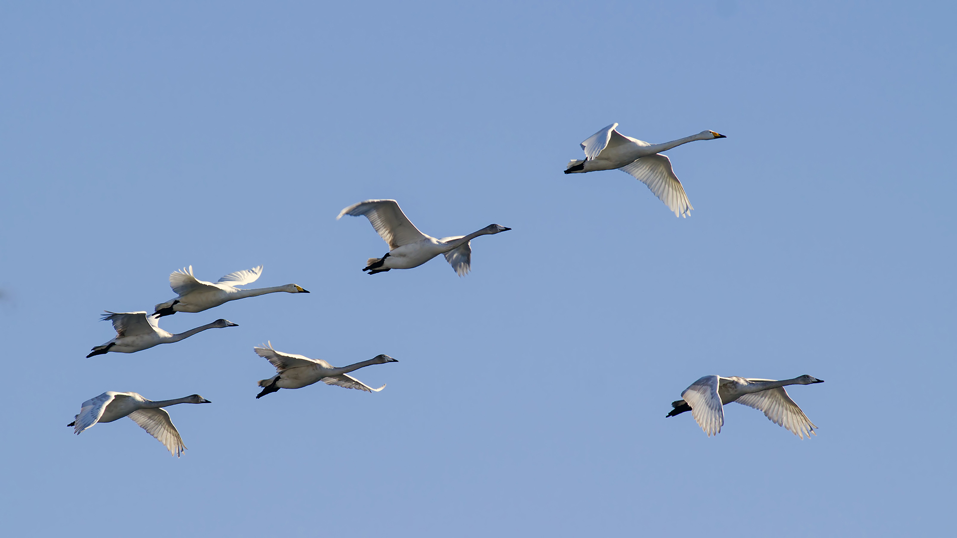 Ötücü kuğu » Whooper Swan » Cygnus cygnus