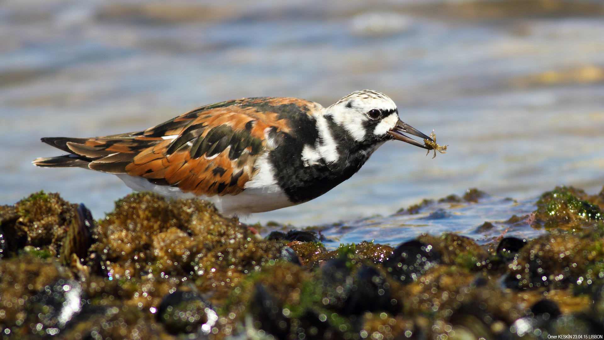 Taşçeviren » Ruddy Turnstone » Arenaria interpres