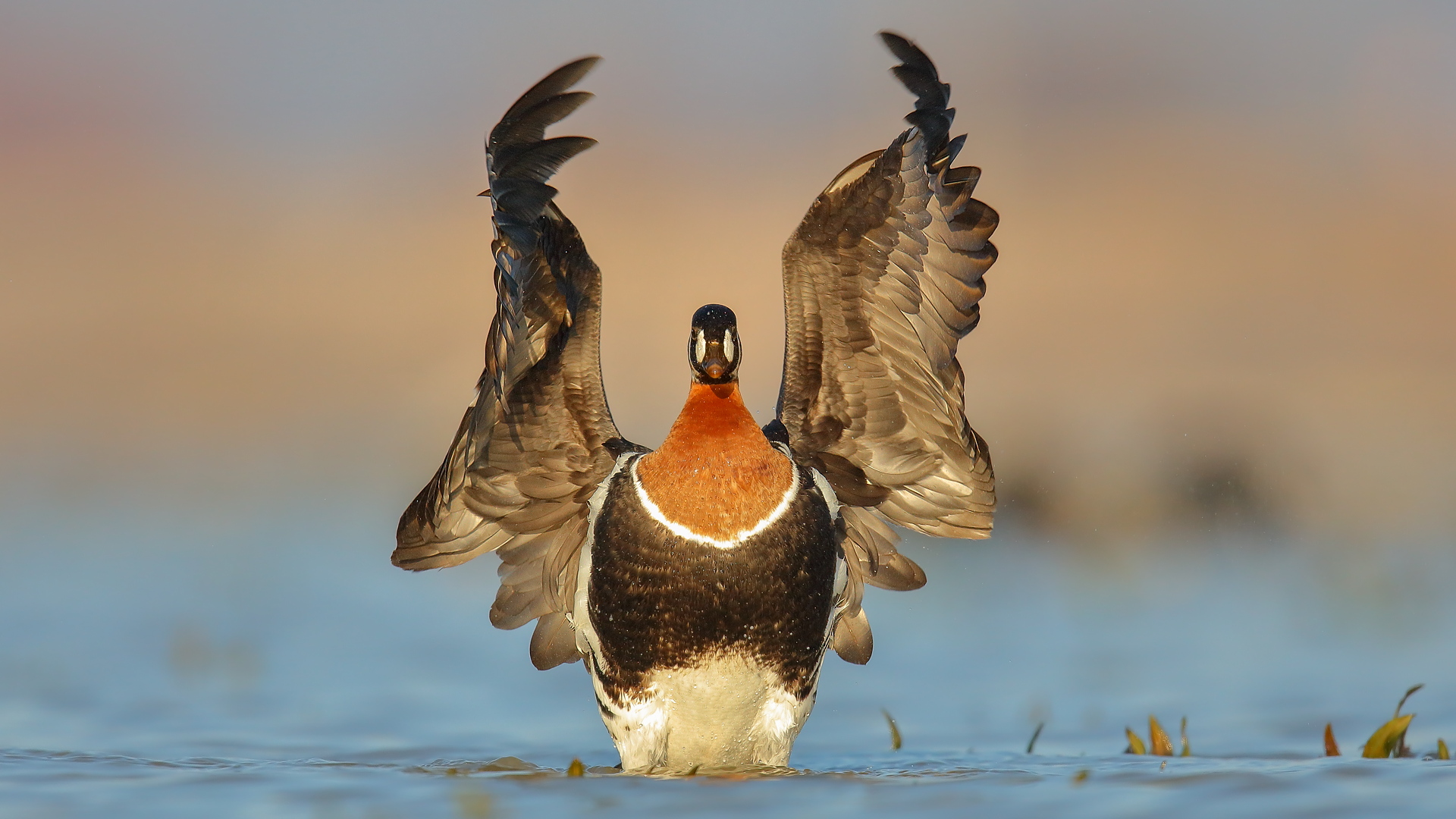 Sibirya kazı » Red-breasted Goose » Branta ruficollis