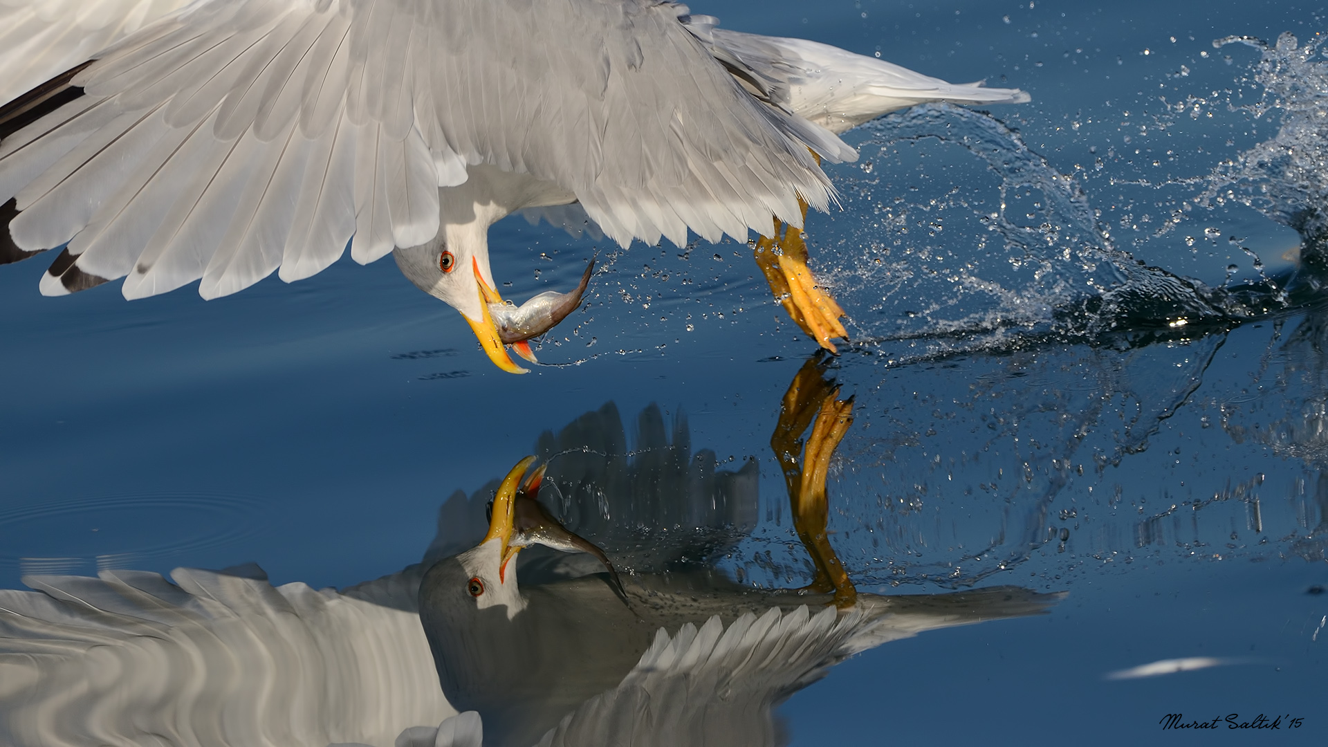 Gümüş martı » Yellow-legged Gull » Larus michahellis