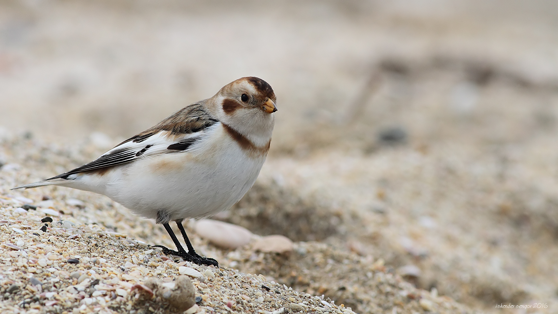 Alaca kirazkuşu » Snow Bunting » Plectrophenax nivalis