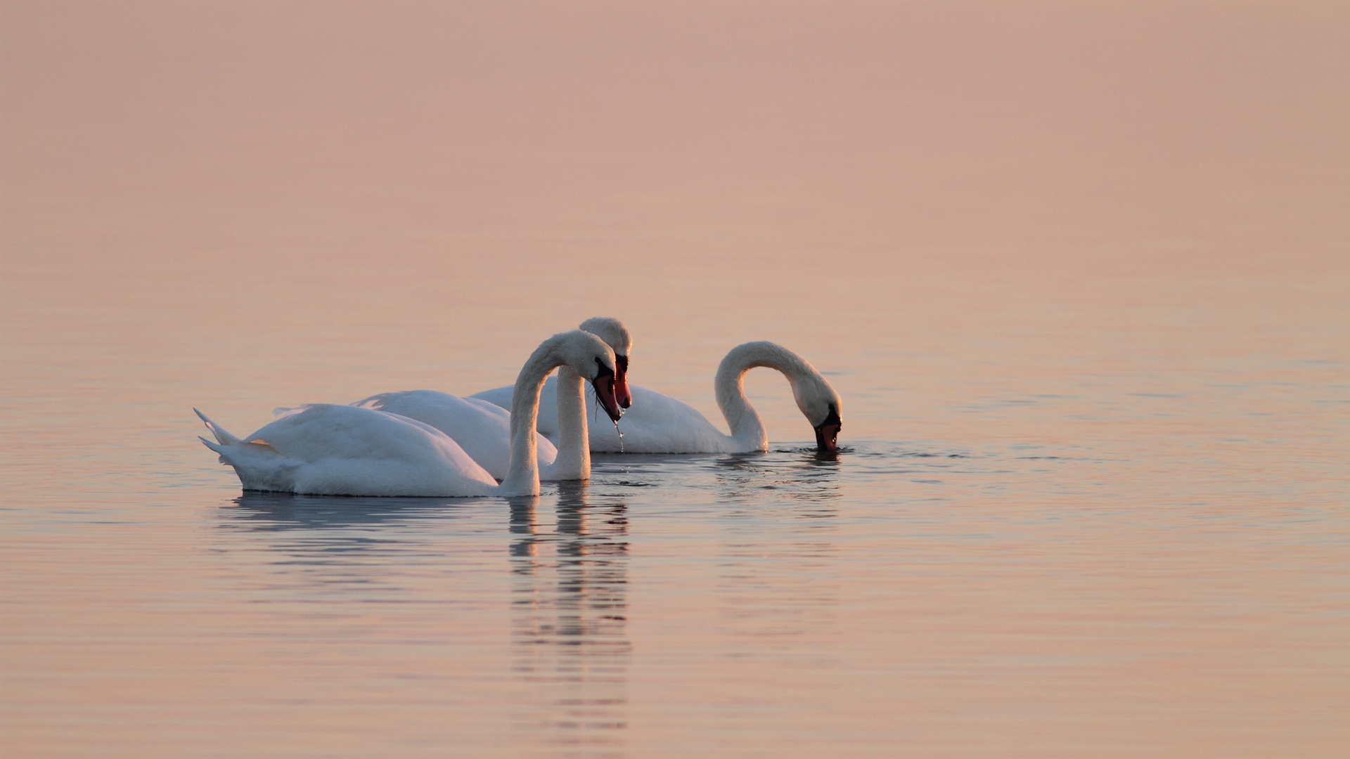 Kuğu » Mute Swan » Cygnus olor