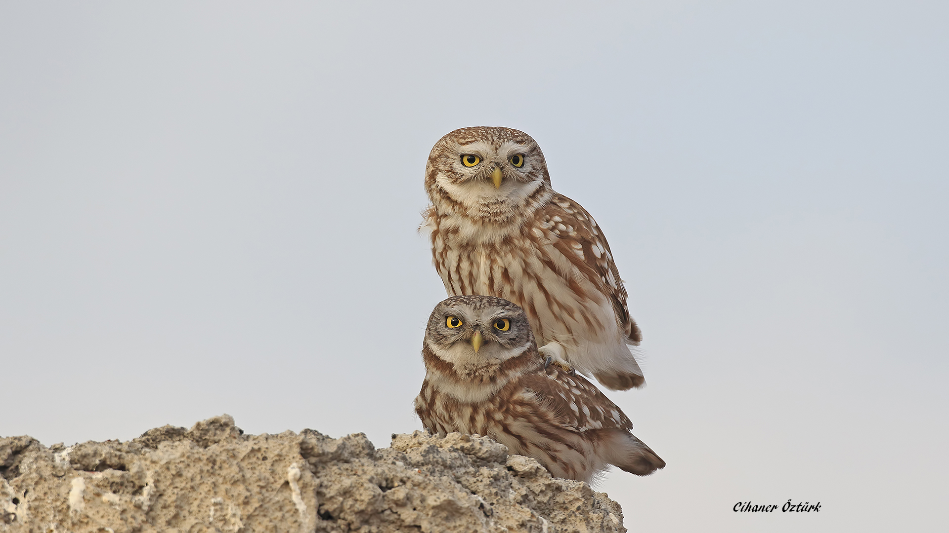 Kukumav » Little Owl » Athene noctua