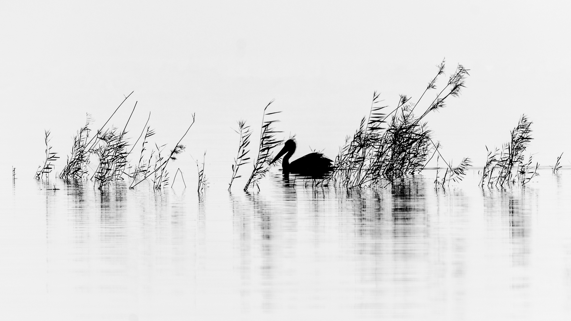 Tepeli pelikan » Dalmatian Pelican » Pelecanus crispus