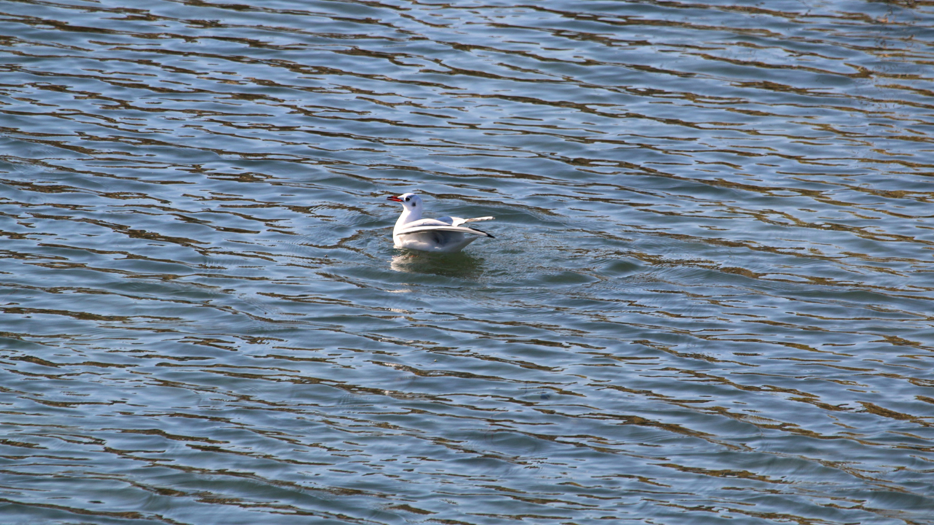 Karabaş martı » Black-headed Gull » Chroicocephalus ridibundus