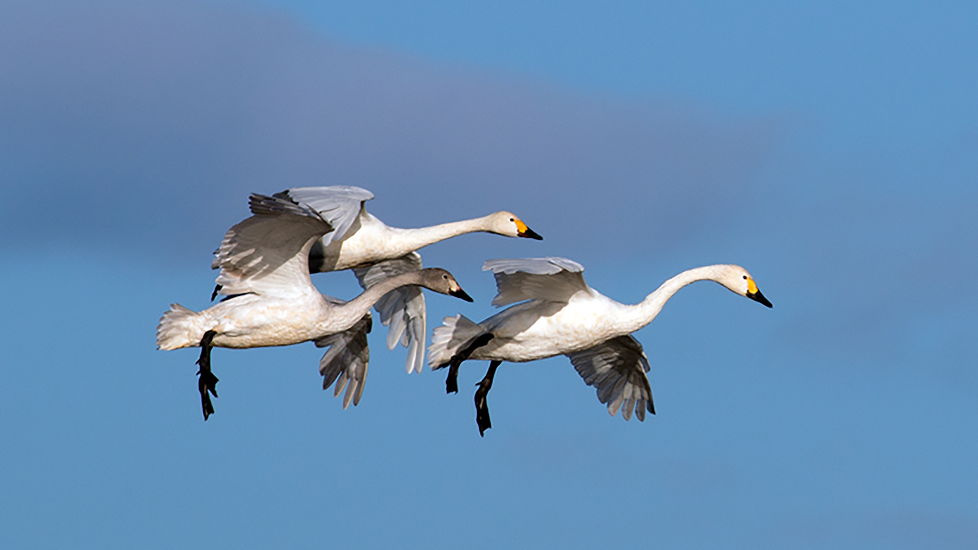 Küçük kuğu » Tundra Swan » Cygnus columbianus