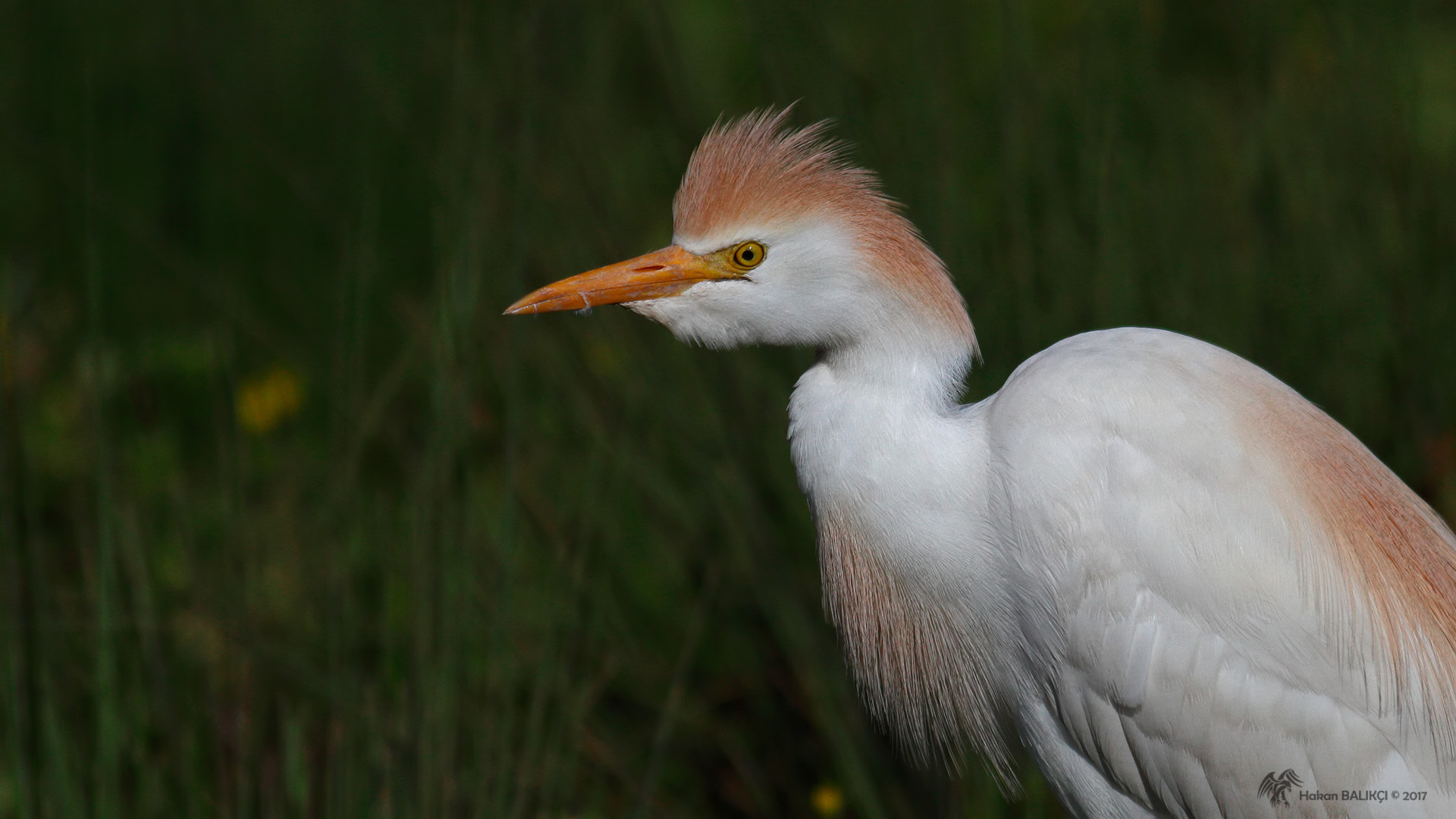 Sığır balıkçılı » Western Cattle Egret » Bubulcus ibis