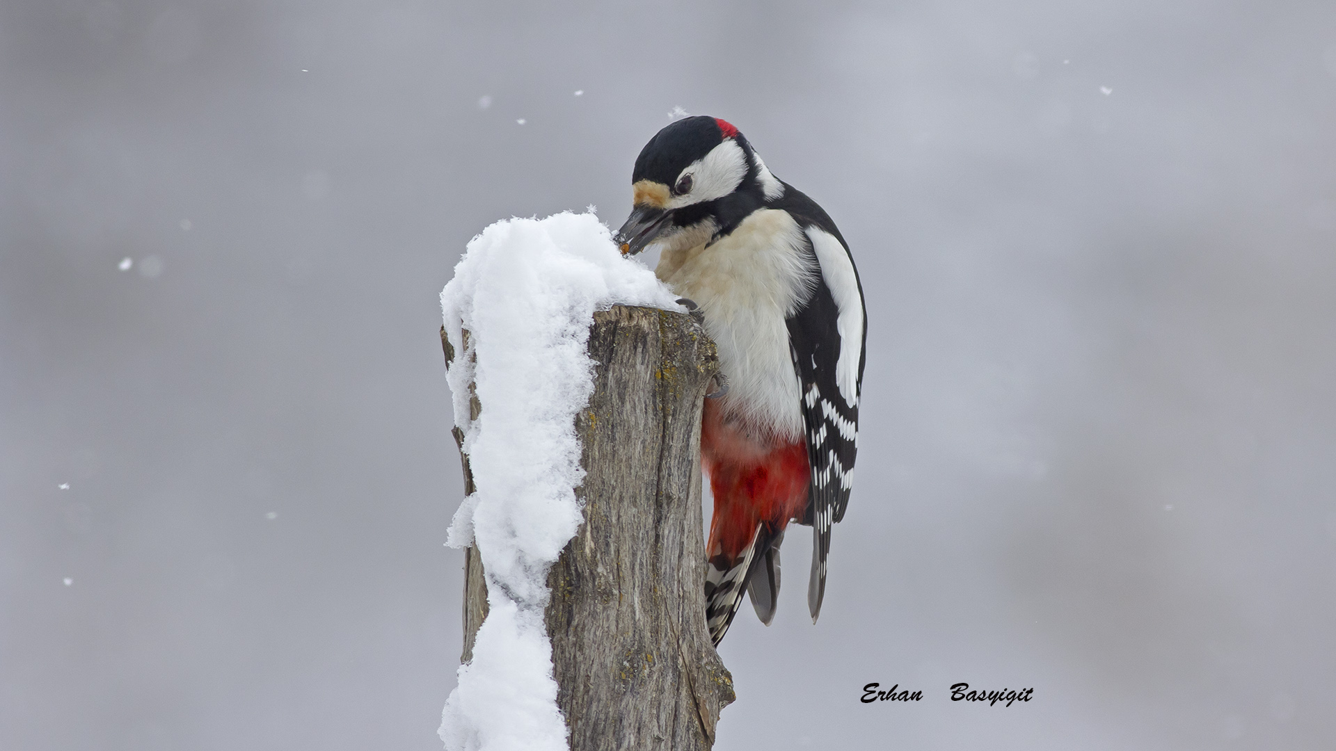 Orman alaca ağaçkakanı » Great Spotted Woodpecker » Dendrocopos major