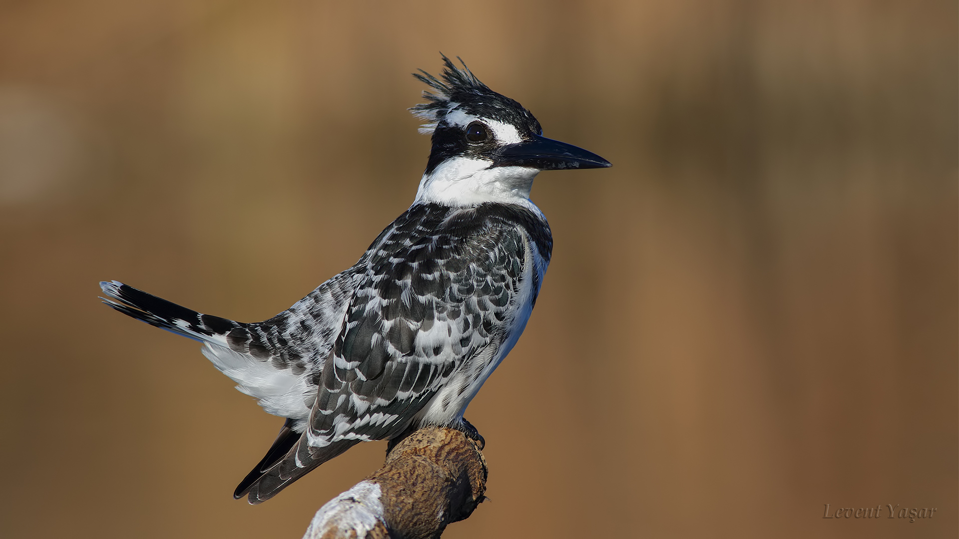 Alaca yalıçapkını » Pied Kingfisher » Ceryle rudis