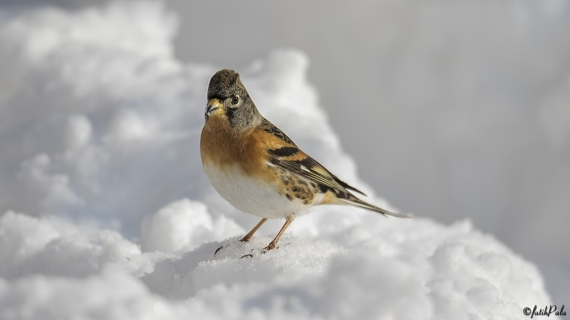 Dağ ispinozu » Brambling » Fringilla montifringilla