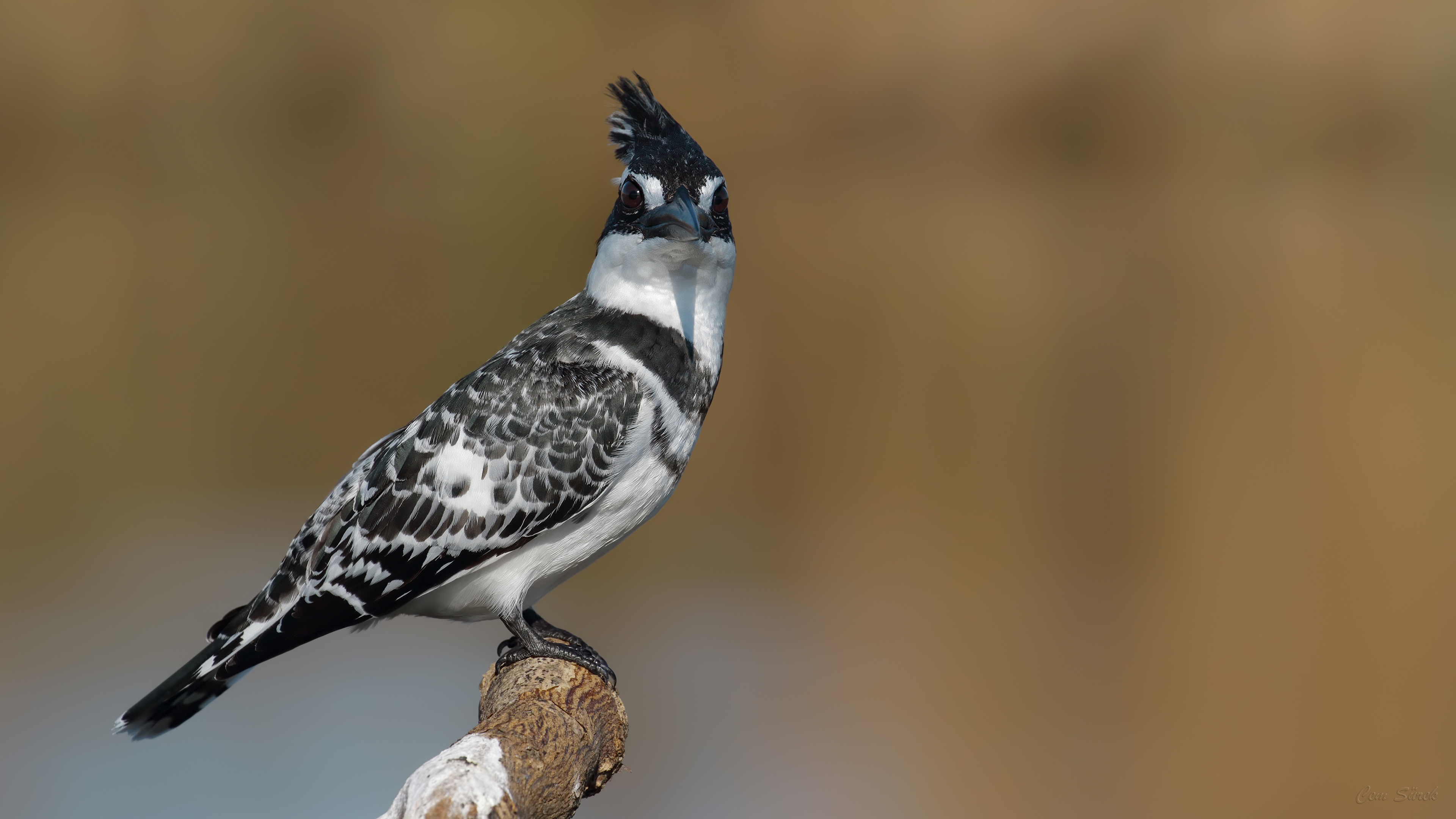 Alaca yalıçapkını » Pied Kingfisher » Ceryle rudis