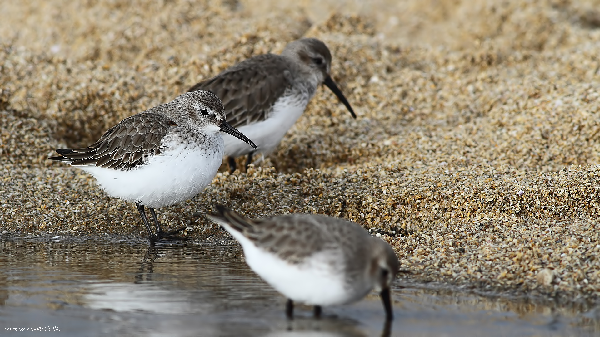 Karakarınlı kumkuşu » Dunlin » Calidris alpina