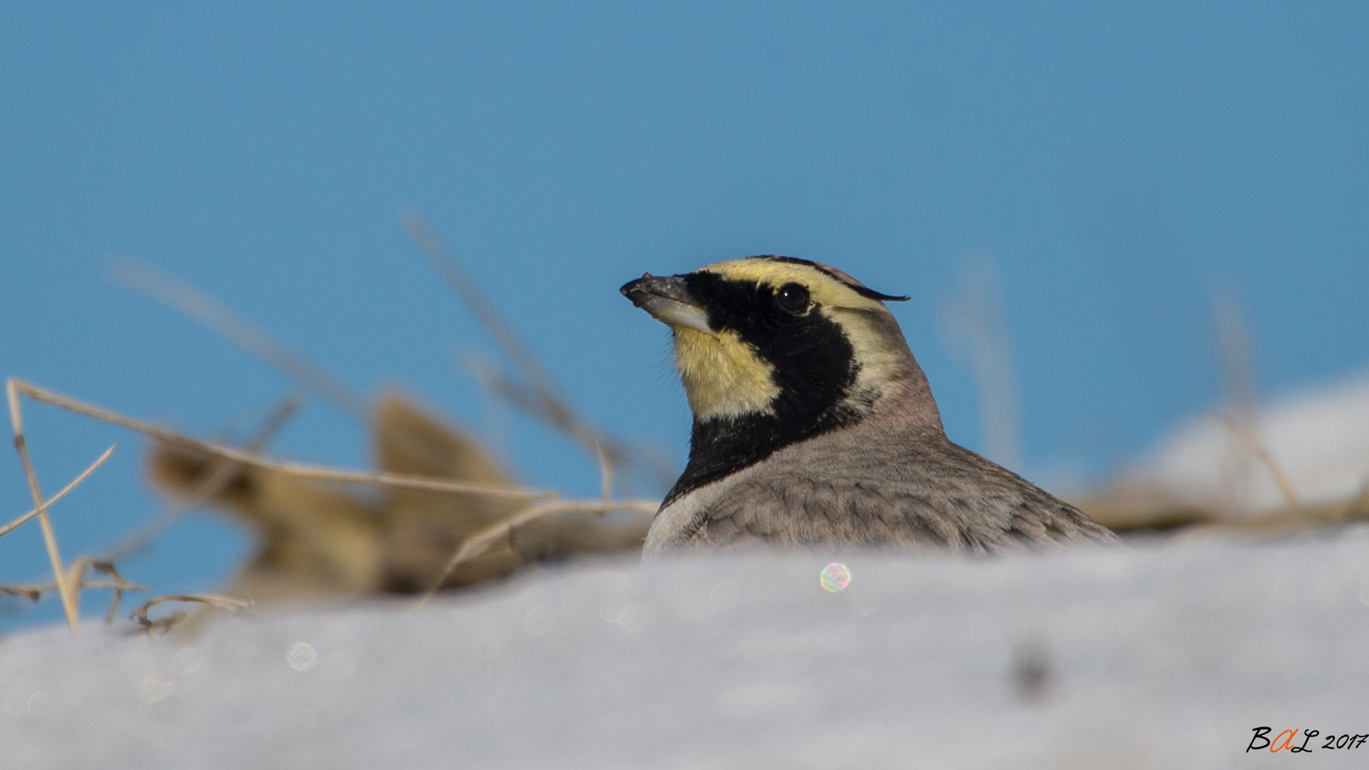 Kulaklı toygar » Horned Lark » Eremophila alpestris