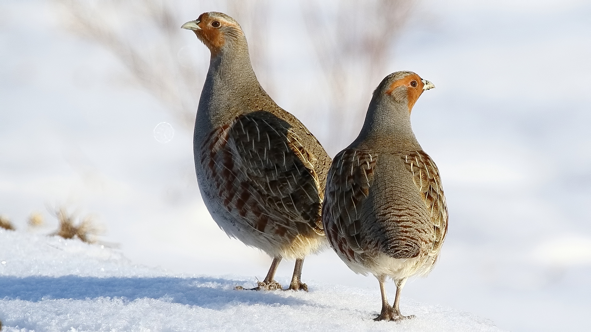 Çilkeklik » Grey Partridge » Perdix perdix