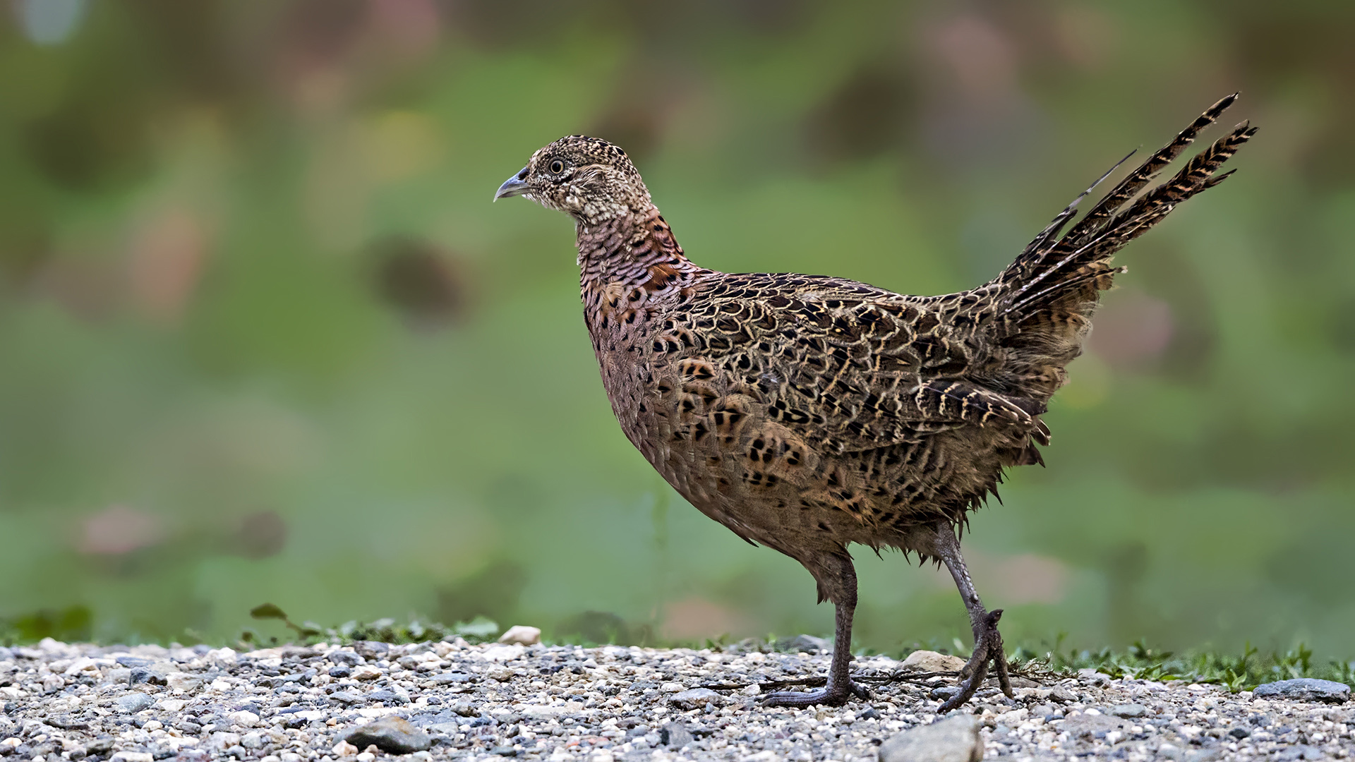 Sülün » Common Pheasant » Phasianus colchicus