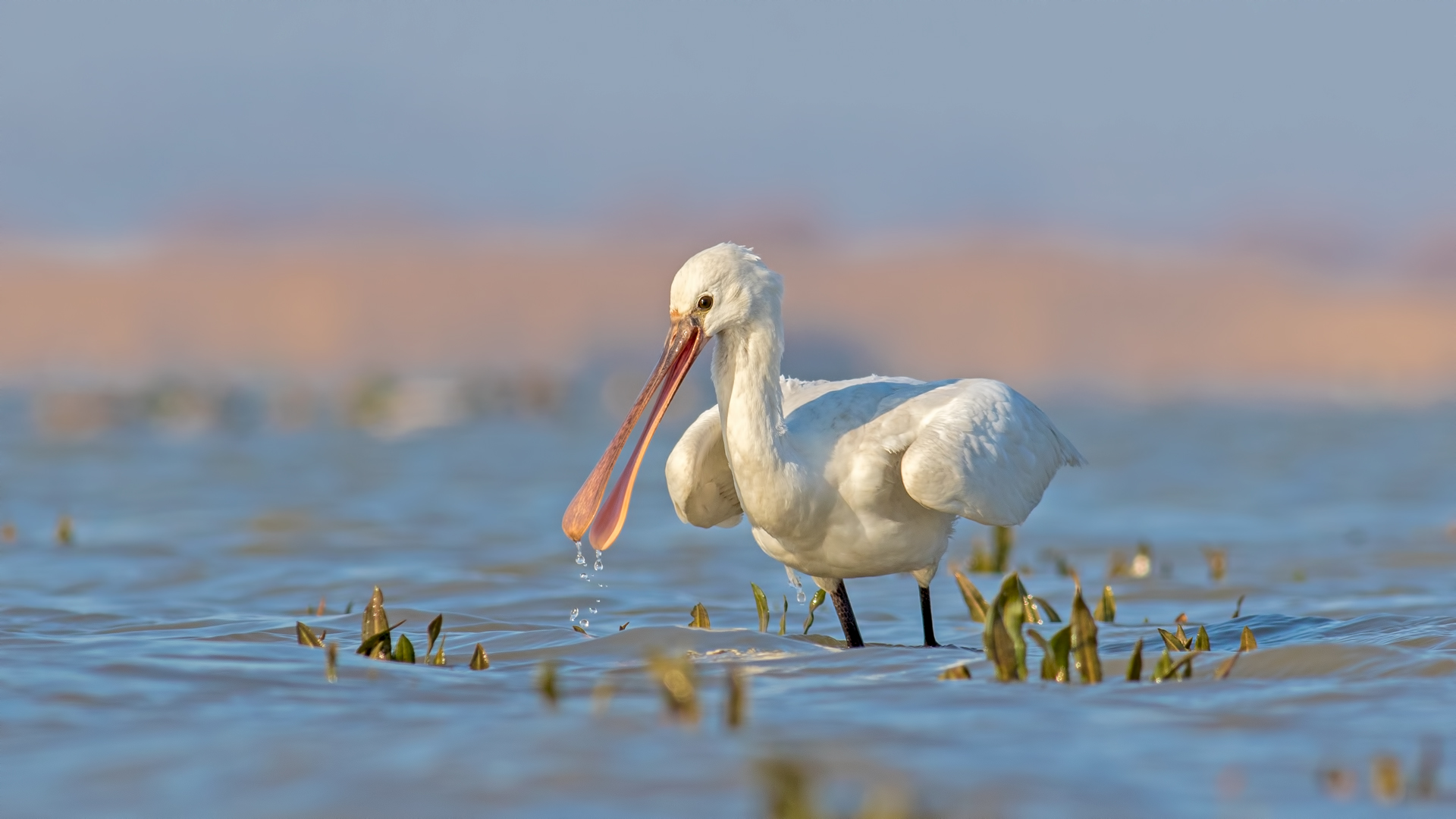 Kaşıkçı » Eurasian Spoonbill » Platalea leucorodia