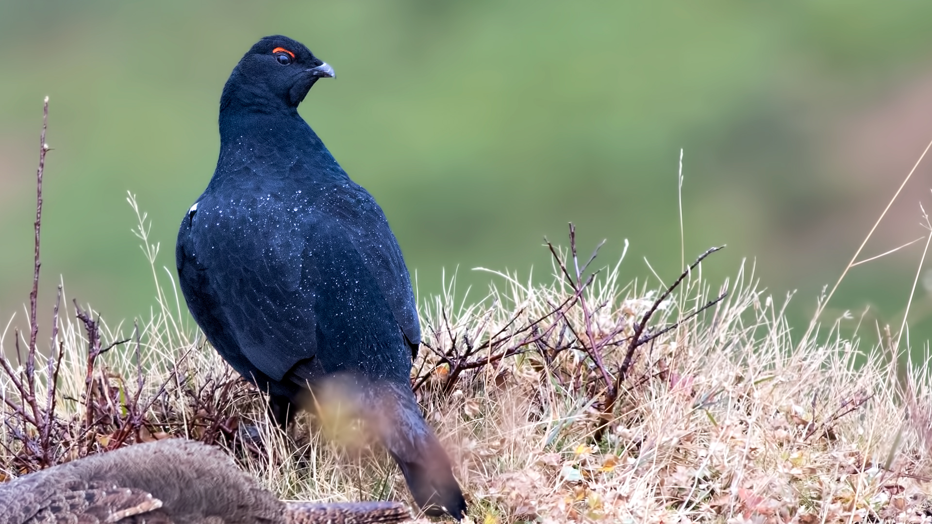 Dağhorozu » Caucasian Grouse » Lyrurus mlokosiewiczi