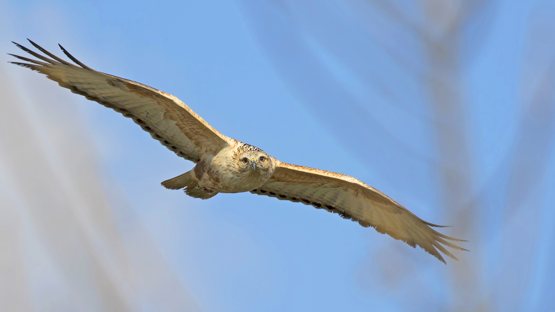 Kızıl şahin » Long-legged Buzzard » Buteo rufinus