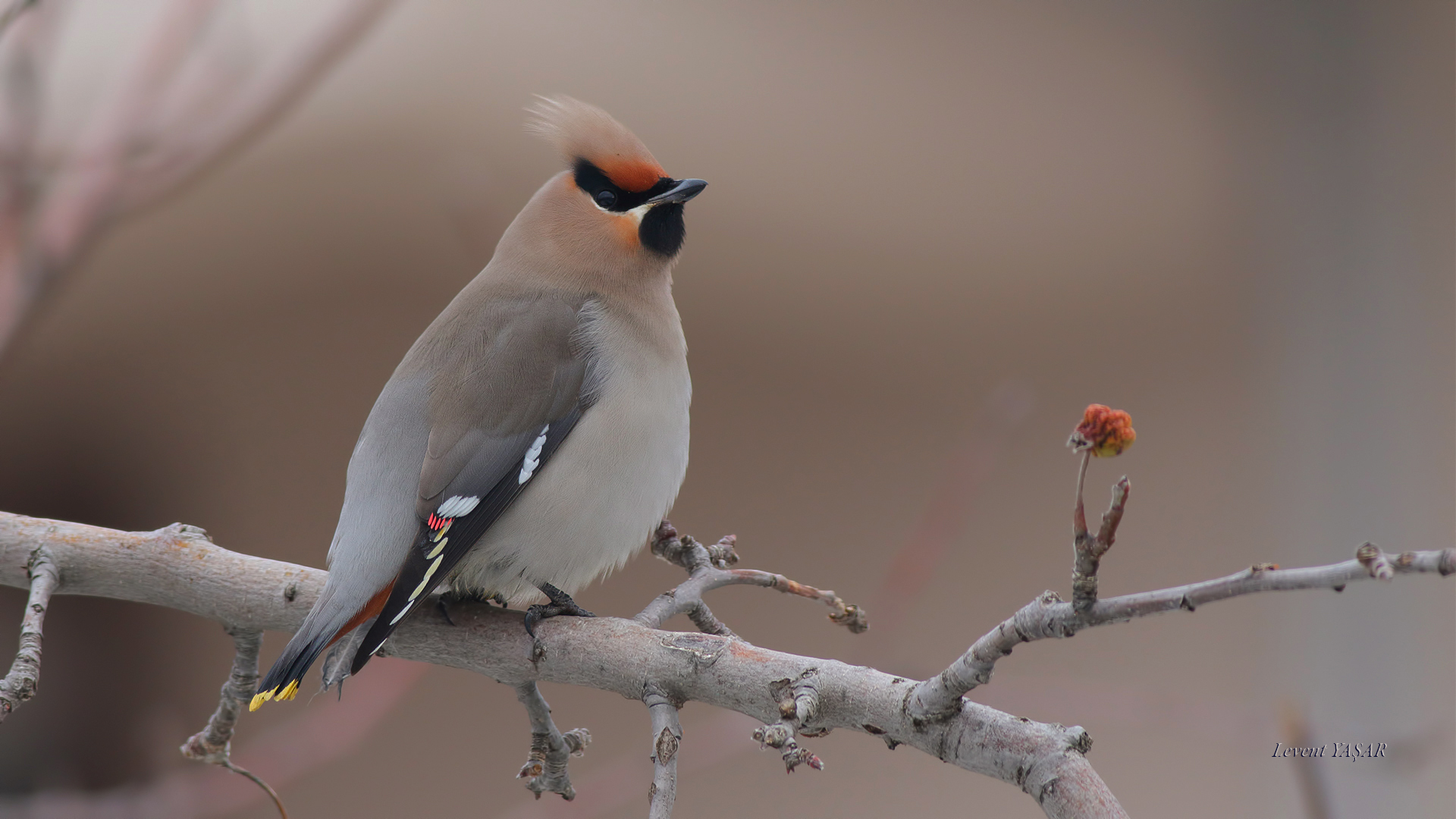 İpekkuyruk » Bohemian Waxwing » Bombycilla garrulus