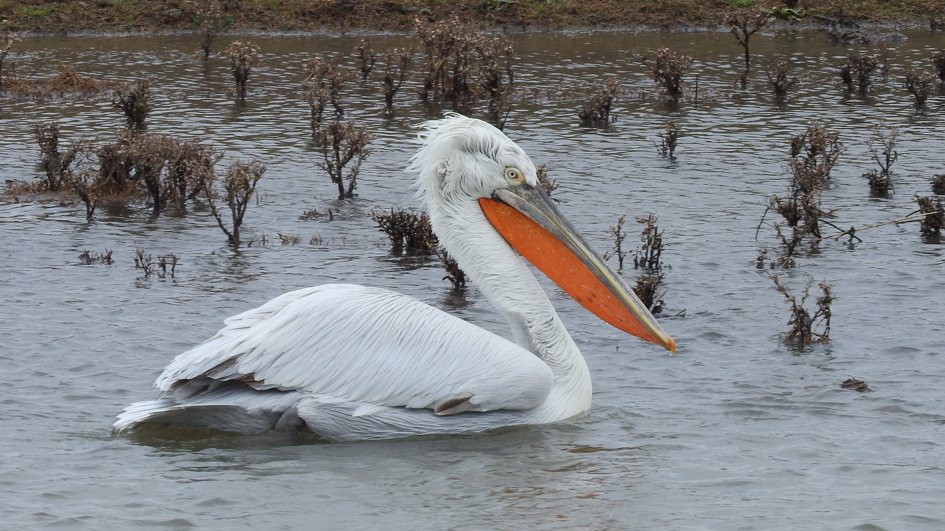 Tepeli pelikan » Dalmatian Pelican » Pelecanus crispus