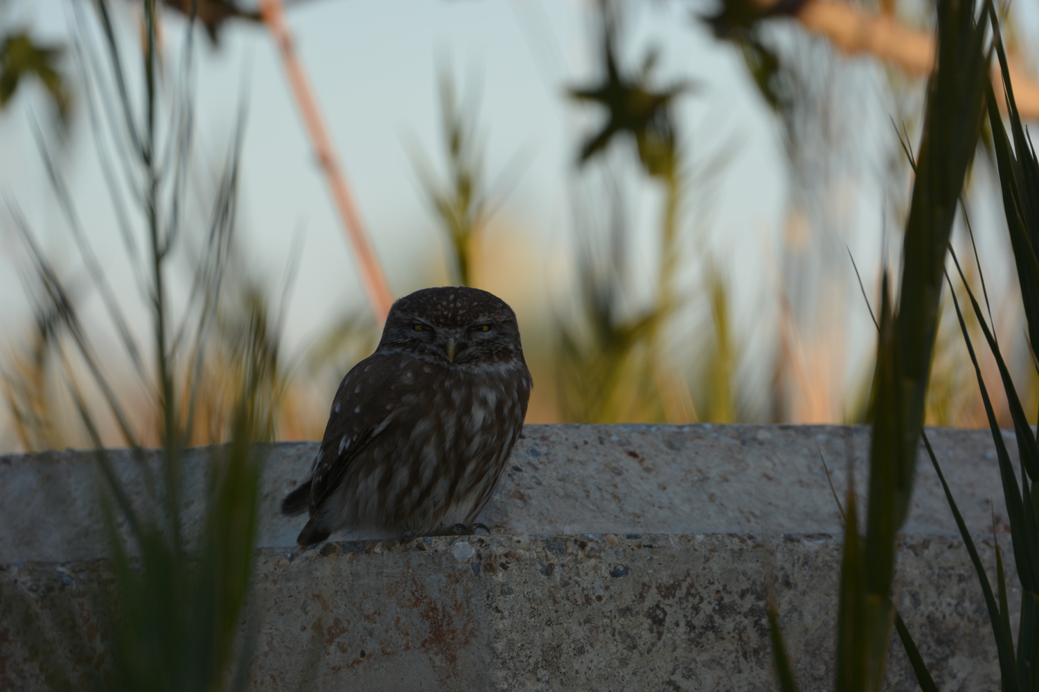 Kukumav » Little Owl » Athene noctua