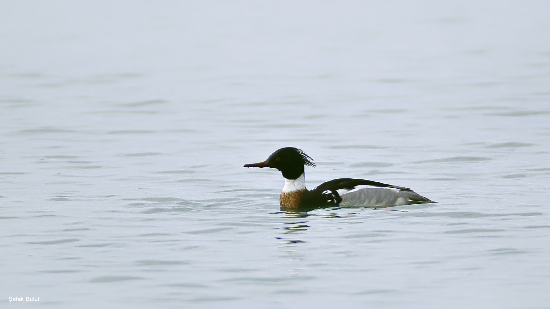 Tarakdiş » Red-breasted Merganser » Mergus serrator