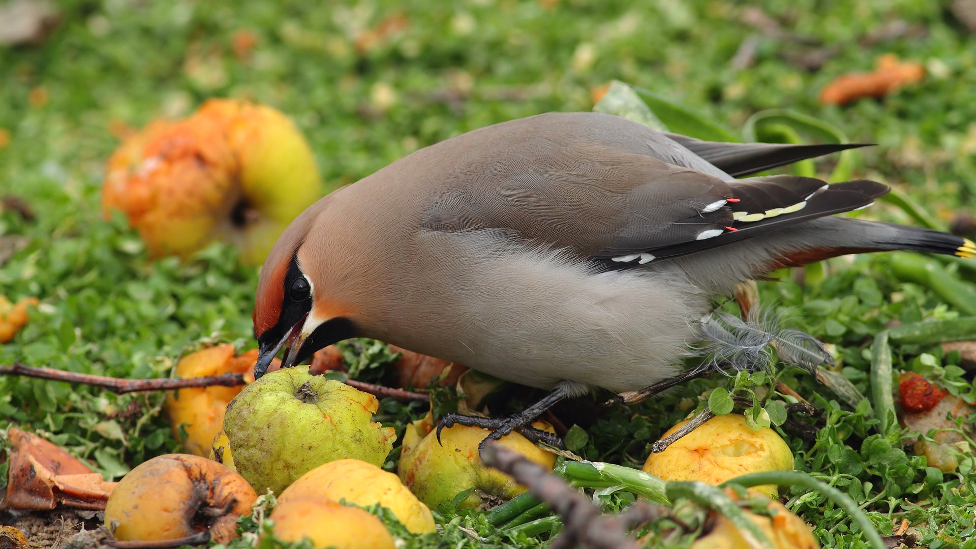 İpekkuyruk » Bohemian Waxwing » Bombycilla garrulus