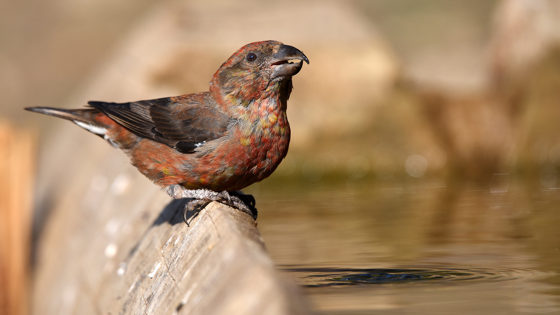 Çaprazgaga » Red Crossbill » Loxia curvirostra