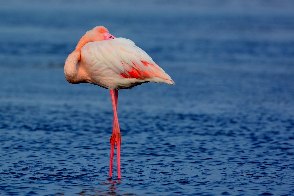 Flamingo