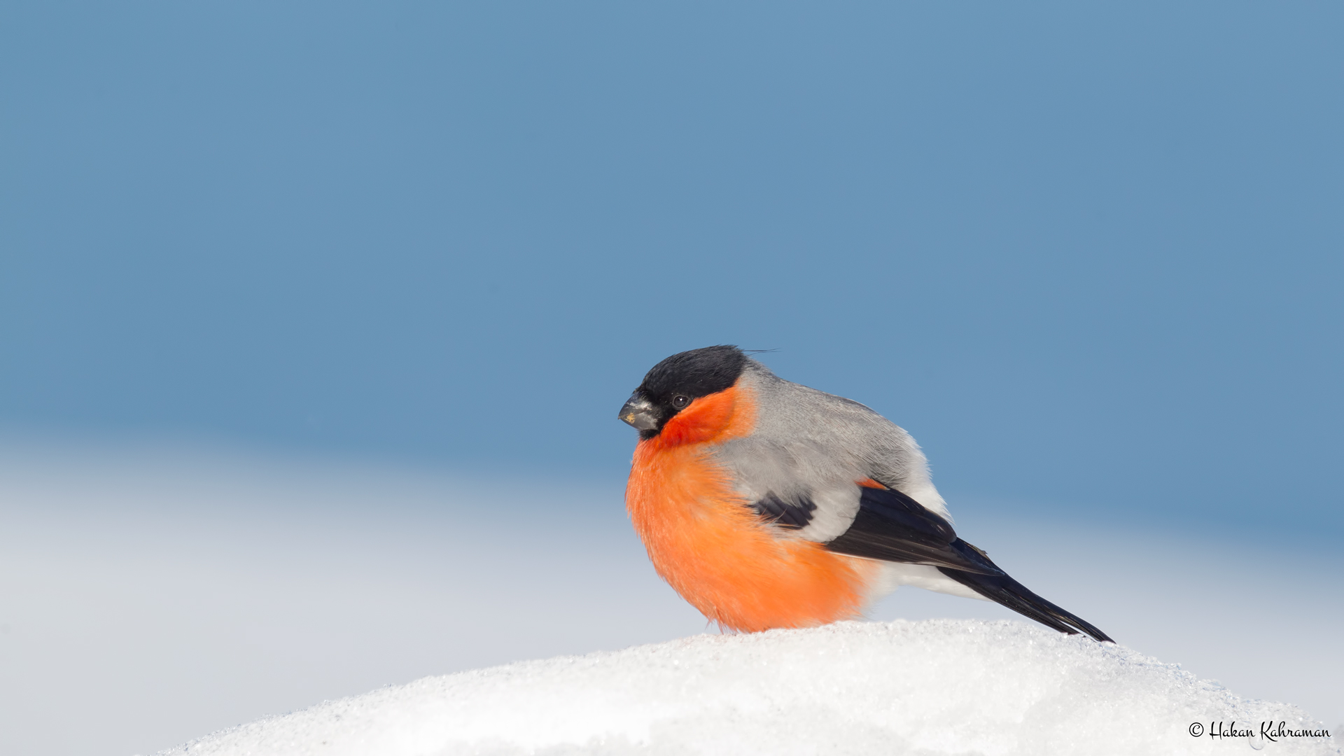 Şakrak » Eurasian Bullfinch » Pyrrhula pyrrhula