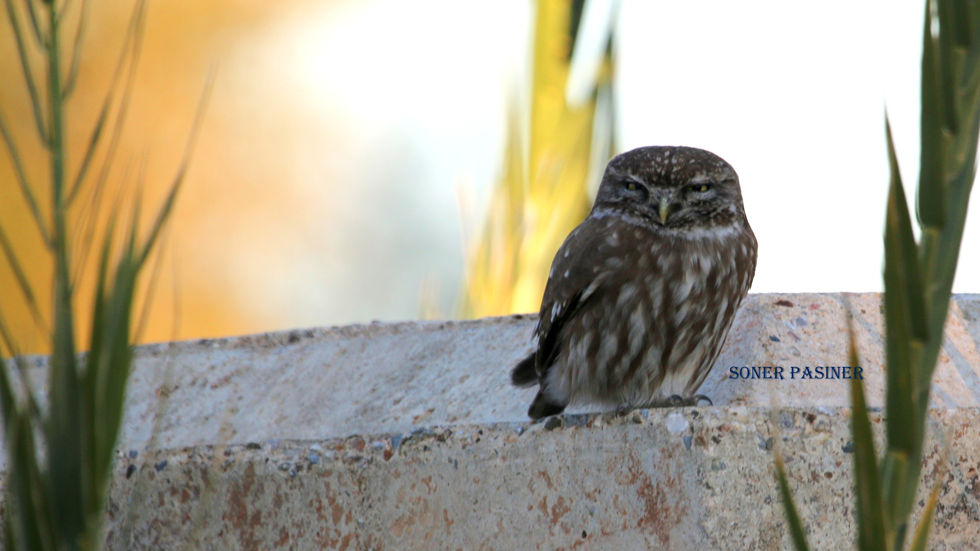 Kukumav » Little Owl » Athene noctua