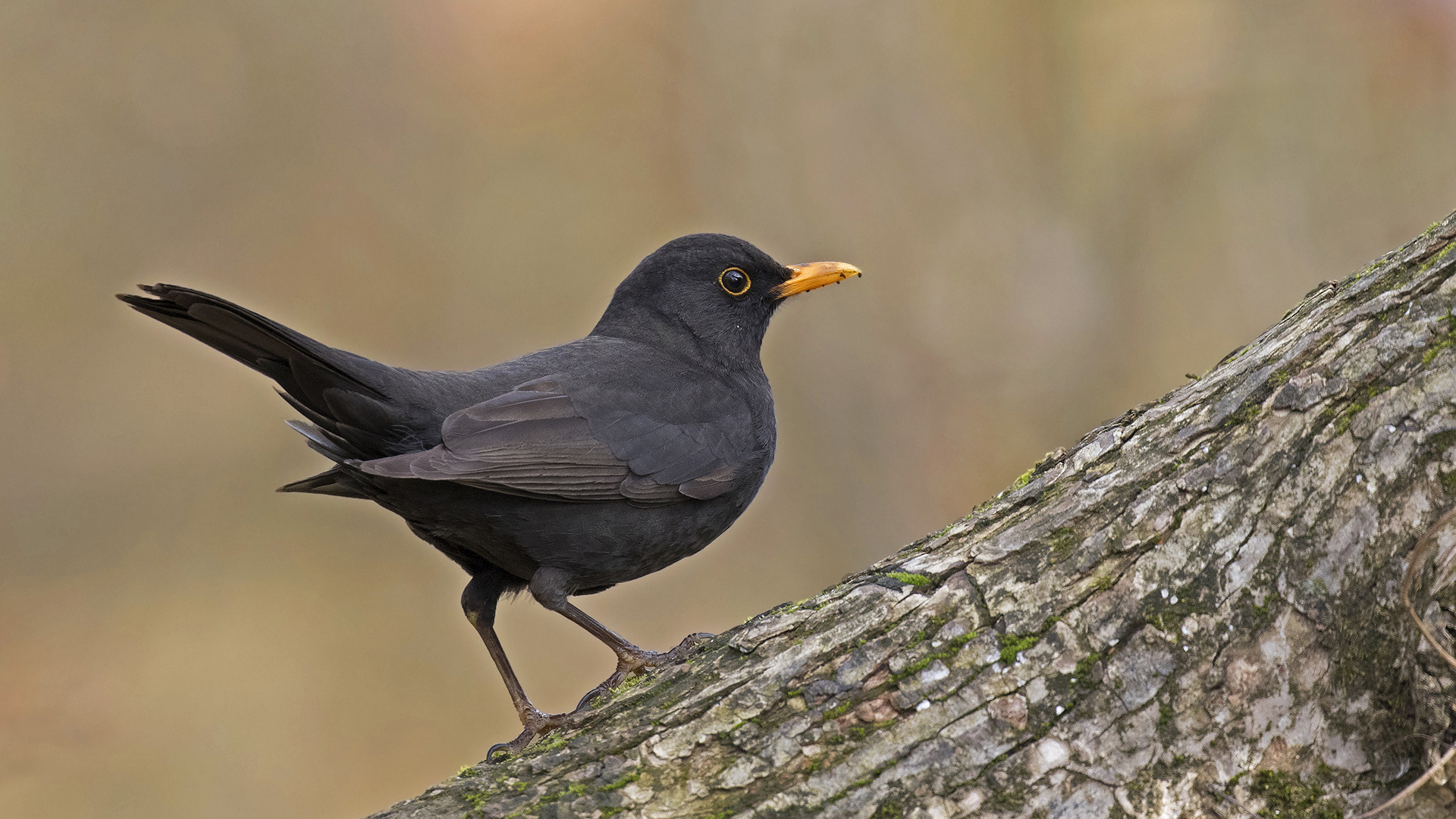 Karatavuk » Common Blackbird » Turdus merula