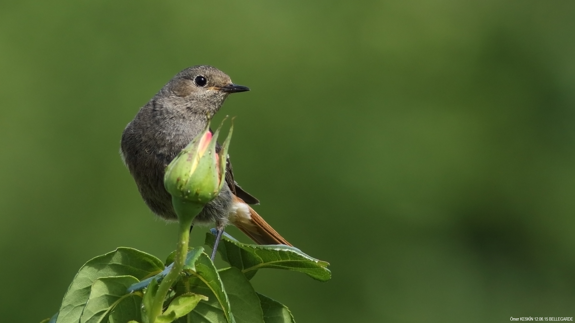 Kara kızılkuyruk » Black Redstart » Phoenicurus ochruros