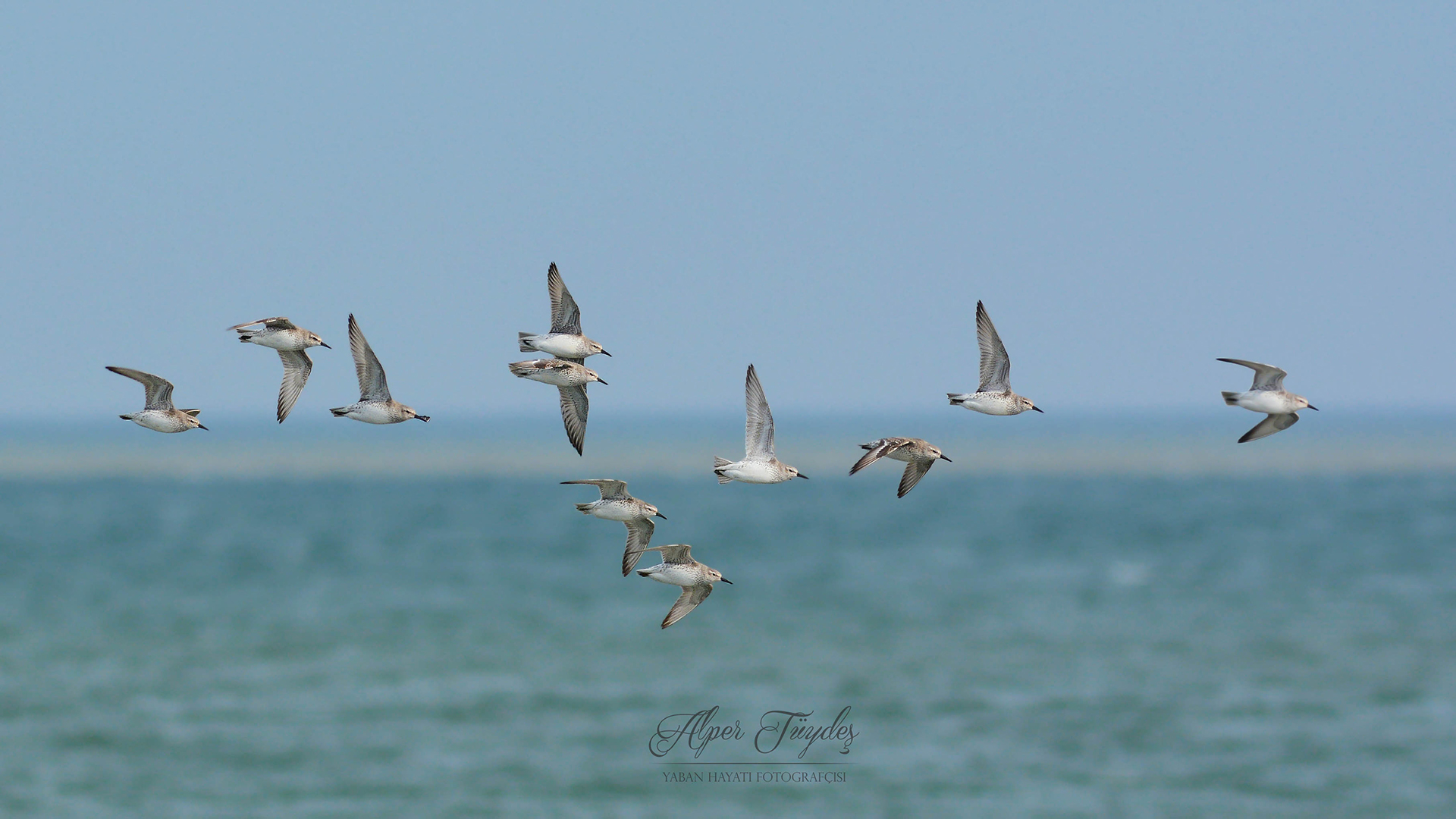 Büyük kumkuşu » Red Knot » Calidris canutus