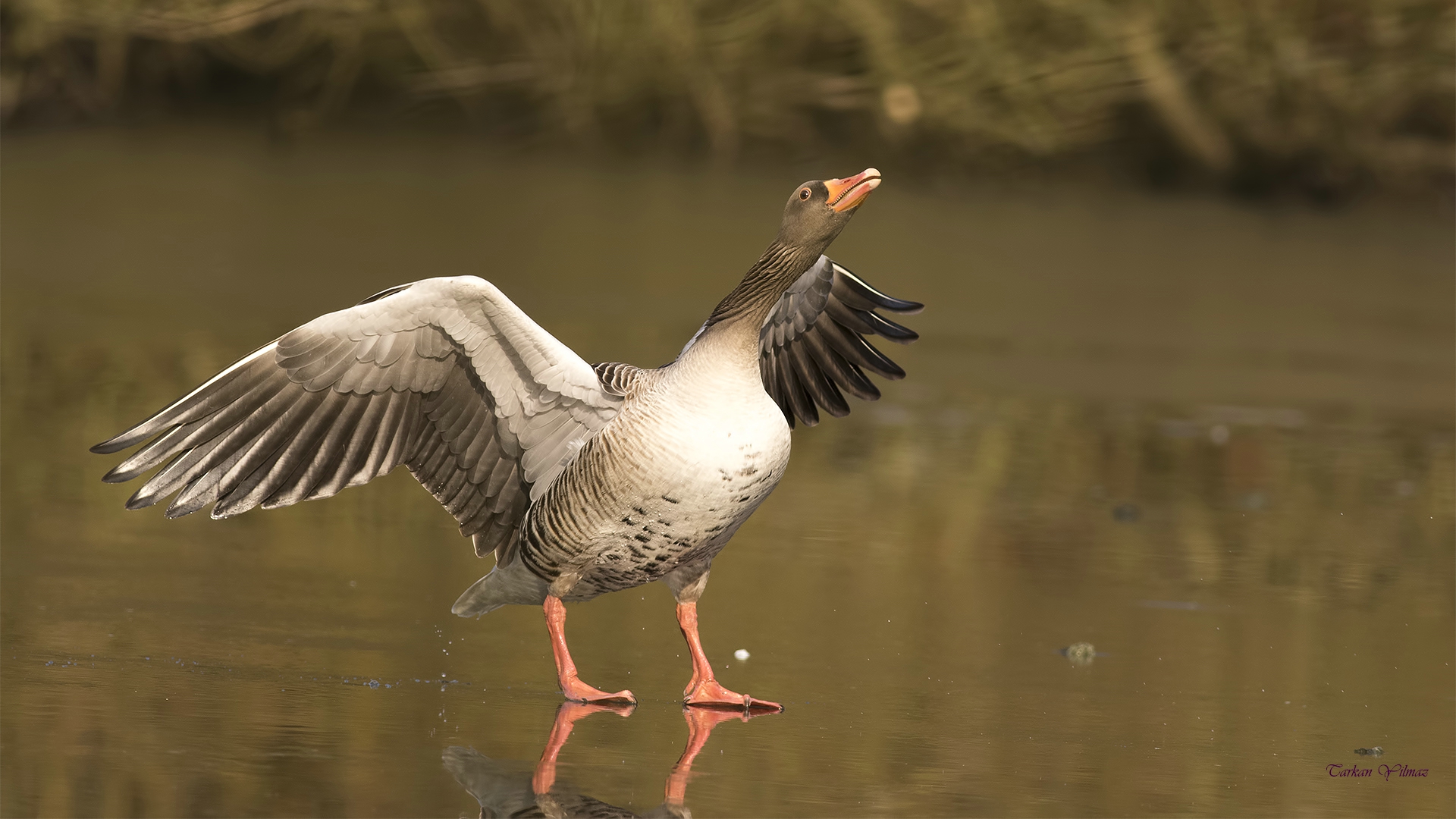 Boz kaz » Greylag Goose » Anser anser