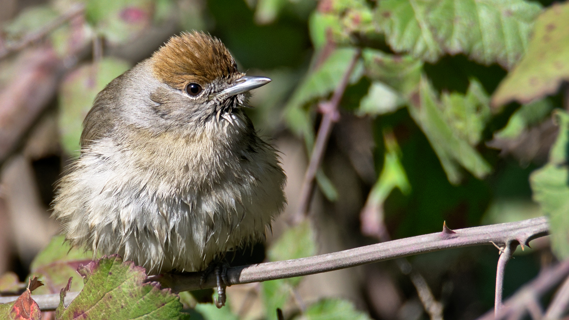 Karabaşlı ötleğen » Eurasian Blackcap » Sylvia atricapilla