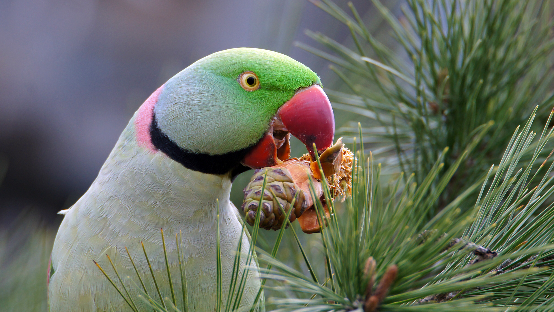 İskender papağanı » Alexandrine Parakeet » Psittacula eupatria