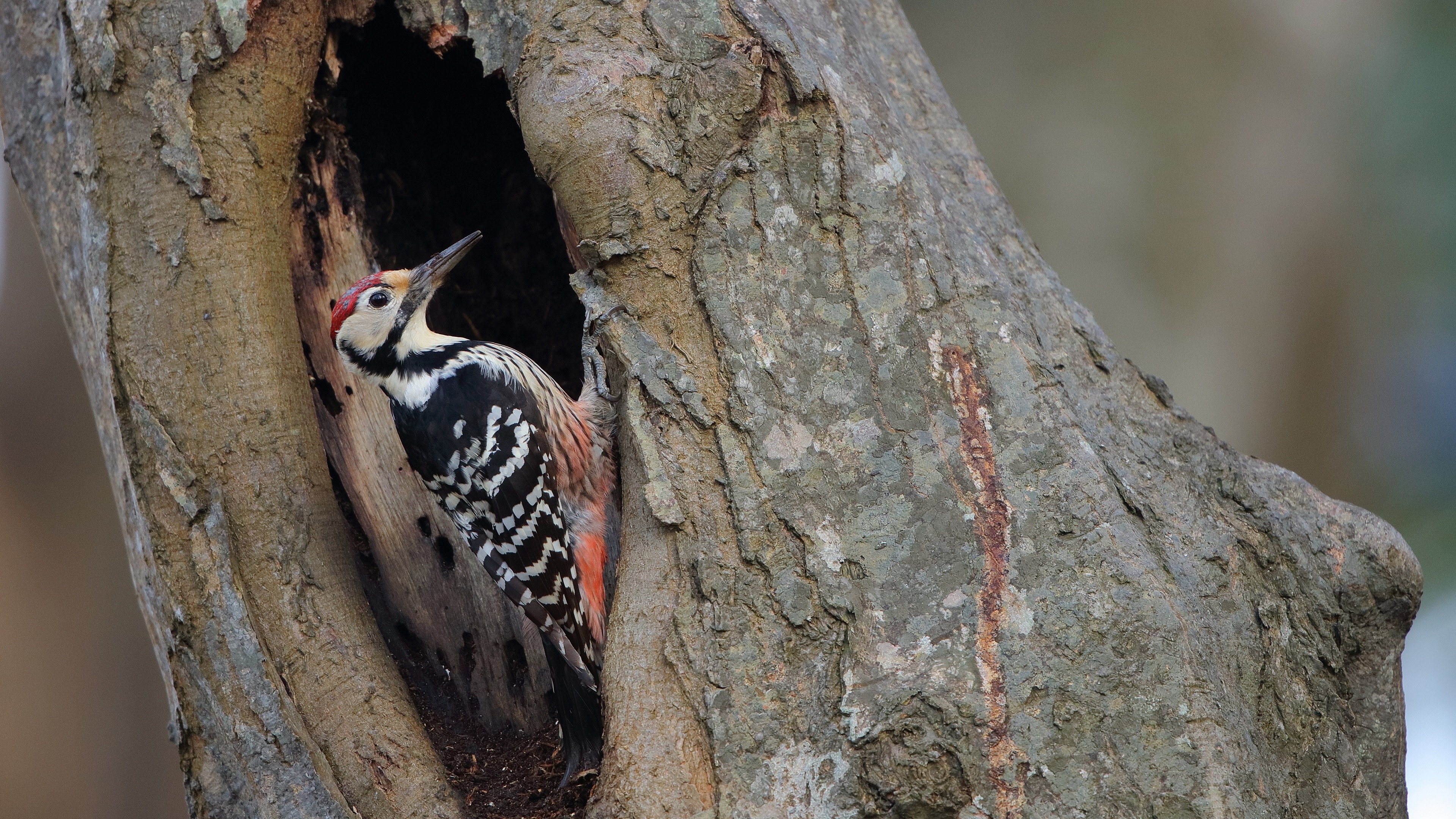 Aksırtlı ağaçkakan » White-backed Woodpecker » Dendrocopos leucotos