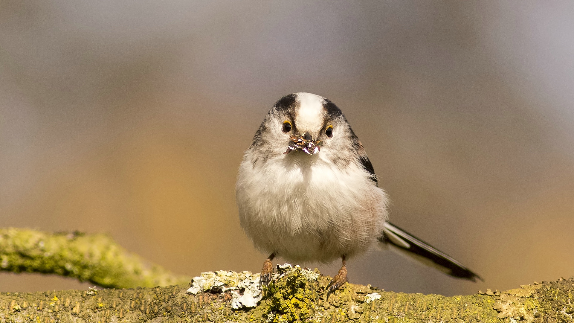 Uzunkuyruklu baştankara » Long-tailed Tit » Aegithalos caudatus