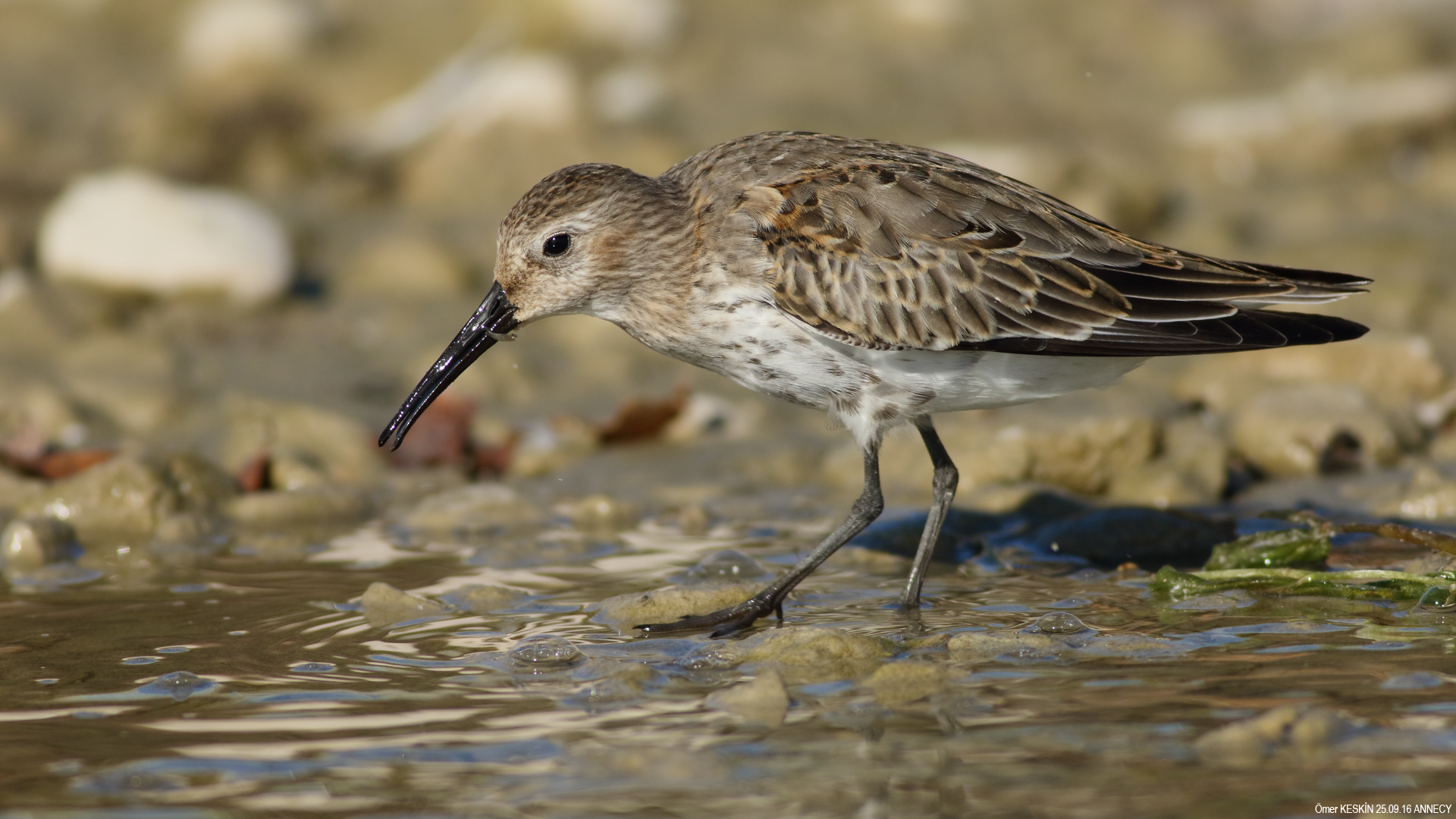 Karakarınlı kumkuşu » Dunlin » Calidris alpina