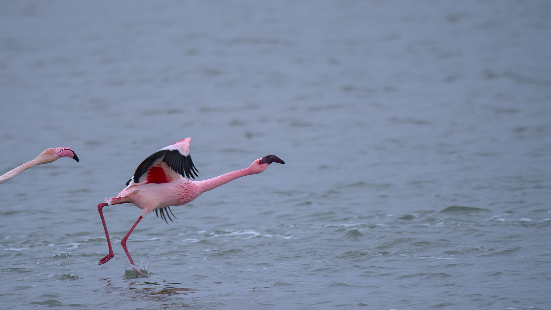 Küçük flamingo