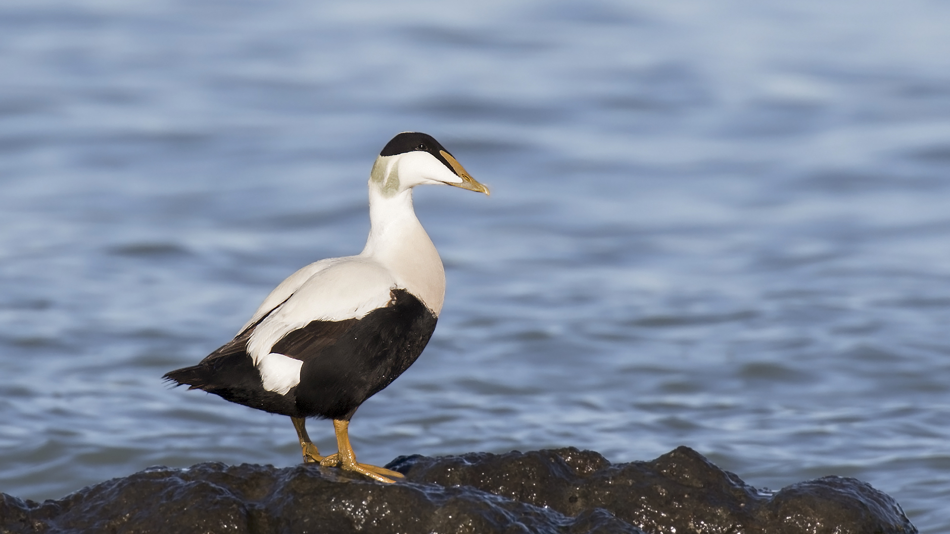 Pufla » Common Eider » Somateria mollissima