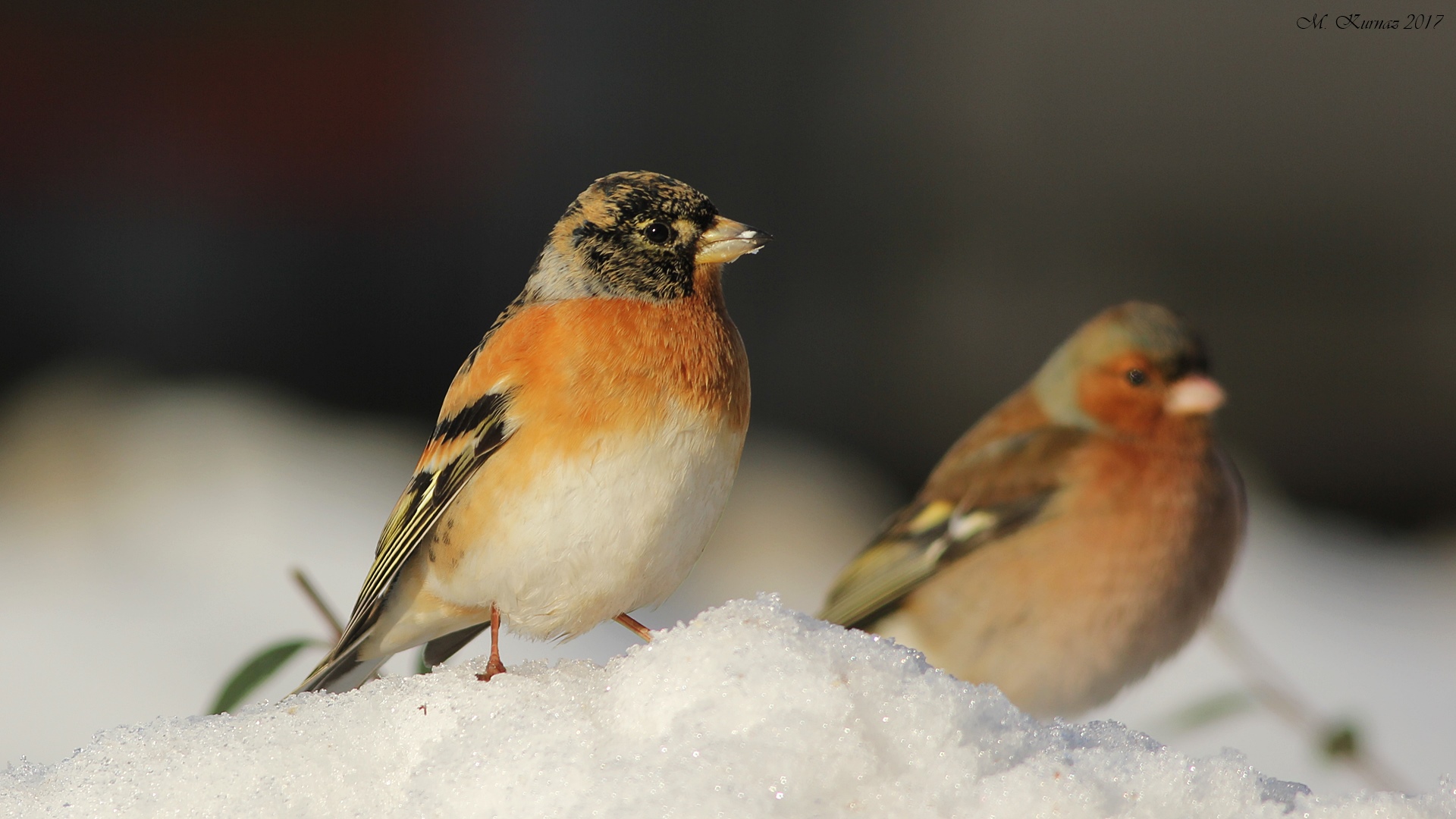 Dağ ispinozu » Brambling » Fringilla montifringilla