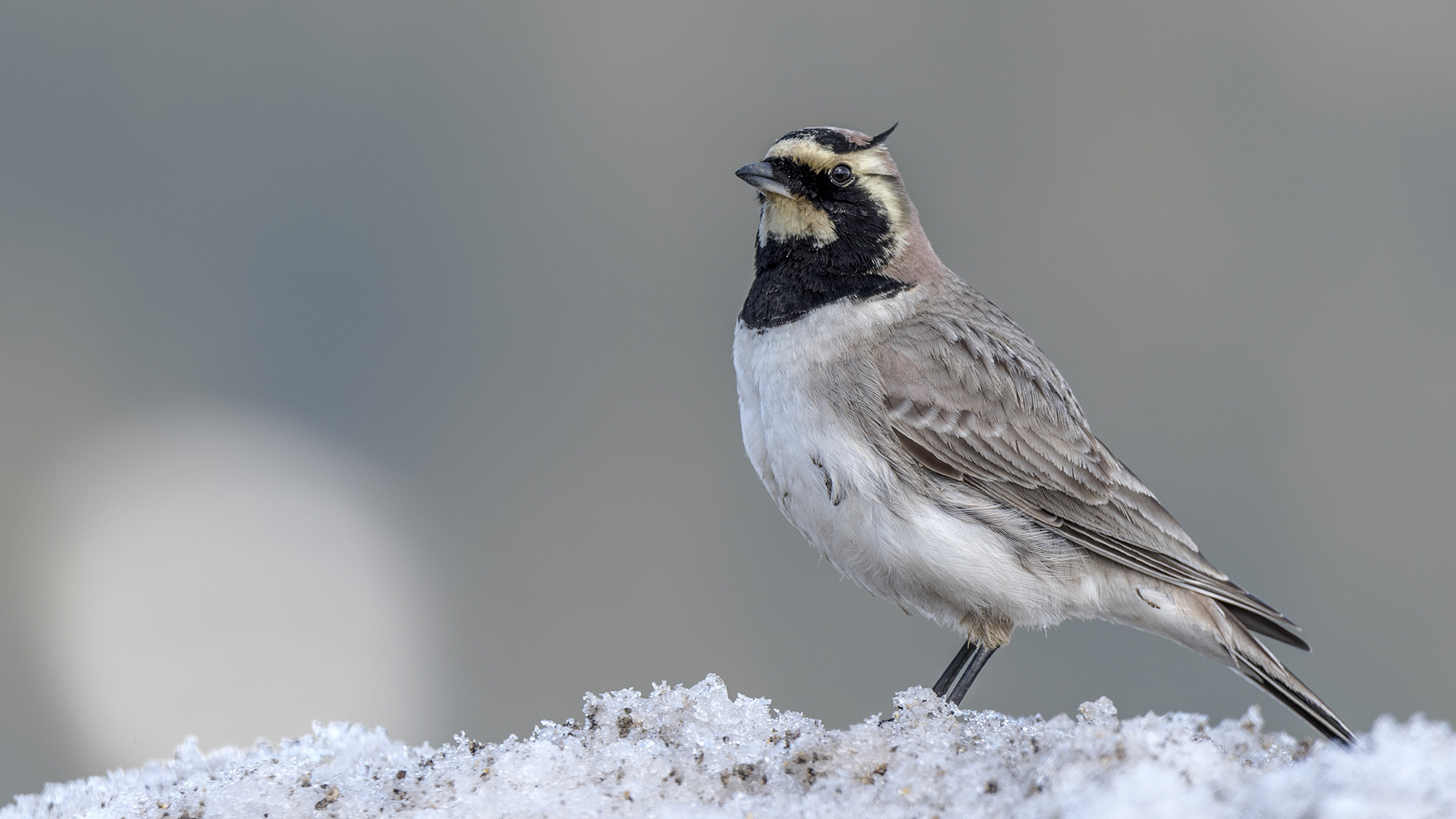 Kulaklı toygar » Horned Lark » Eremophila alpestris