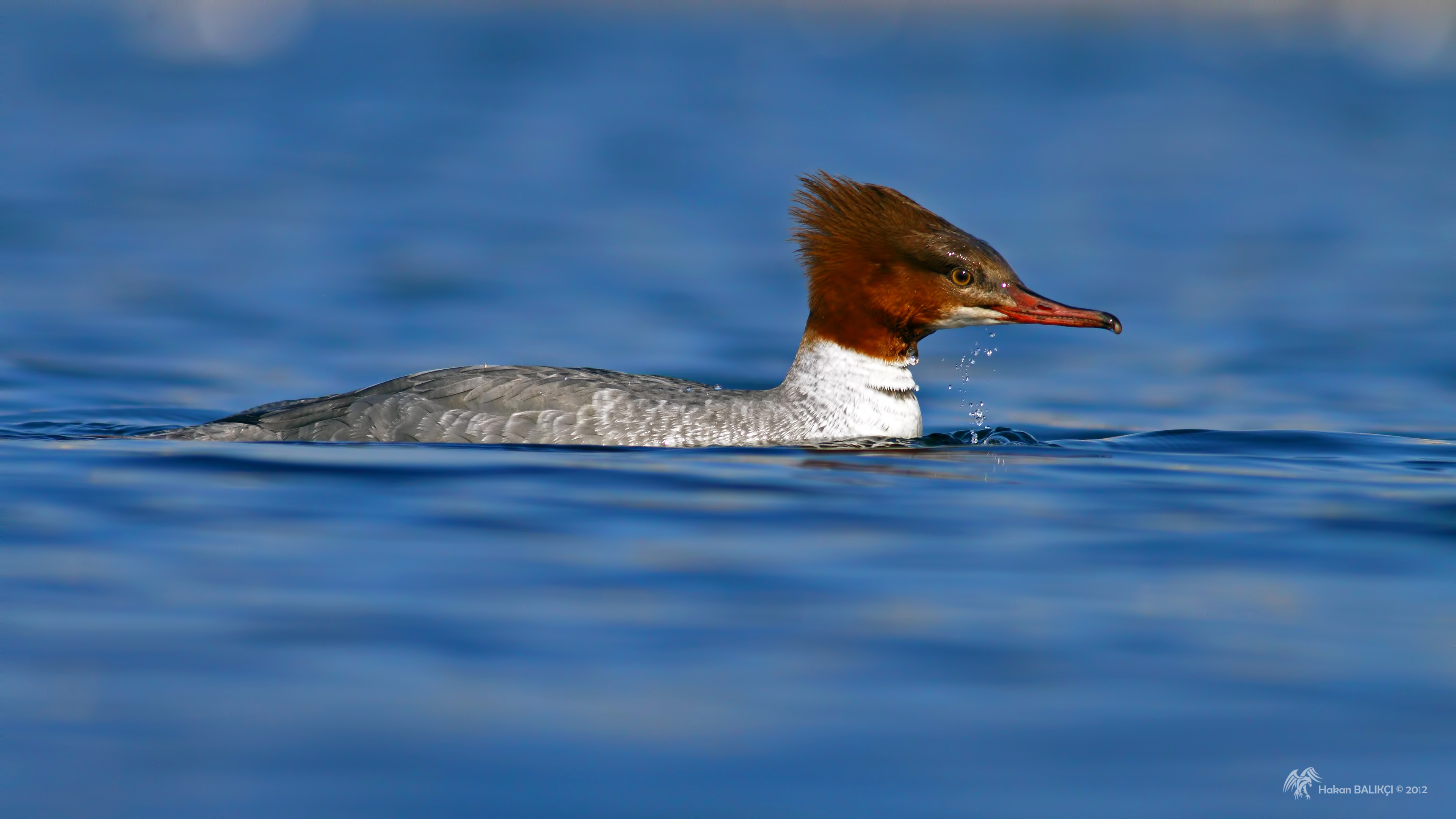 Büyük tarakdiş » Common Merganser » Mergus merganser